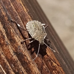 Halyomorpha halys