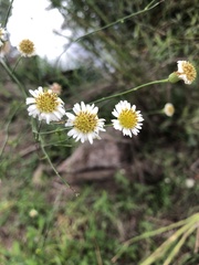 Chloracantha spinosa