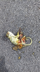 Chamaeleo zeylanicus