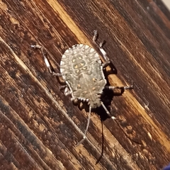 Halyomorpha halys