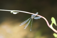 Archilestes