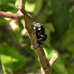 Mallophora leschenaulti