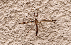 Tipula furca