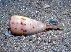 Conus solomonensis