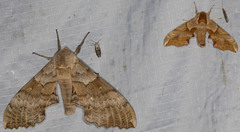 Pachysphinx occidentalis