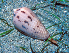 Conus solomonensis