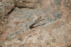 Argia oenea