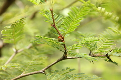 Kuschelina tenuilineata