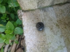 Armadillidium vulgare