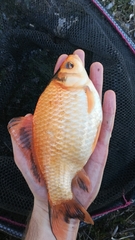 Carassius auratus
