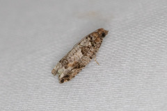 Epinotia