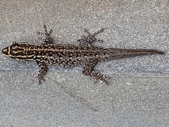 Lygodactylus