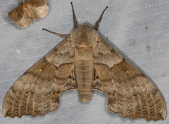 Pachysphinx occidentalis
