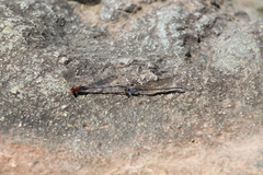 Argia oenea