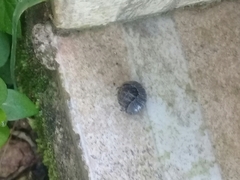 Armadillidium vulgare