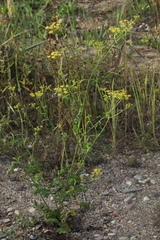 Pastinaca sativa sylvestris