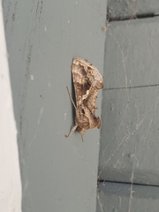 Chrysodeixis