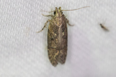 Hypatima