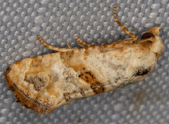Platphalonidia felix