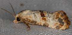 Platphalonidia felix