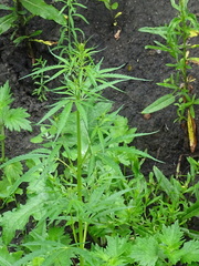 Cannabis sativa spontanea