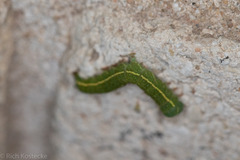 Panopoda