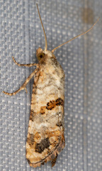 Platphalonidia felix