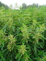 Urtica sondenii