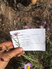 Erigeron breweri