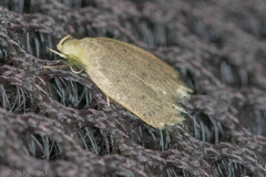 Inga obscuromaculella