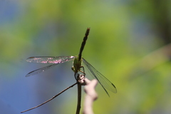 Erythemis vesiculosa