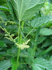 Urtica sondenii