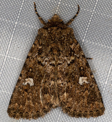 Properigea albimacula