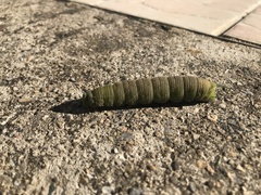 Smerinthus ocellata