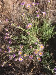 Erigeron breweri