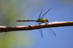 Erythemis vesiculosa