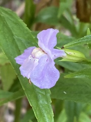 Mimulus