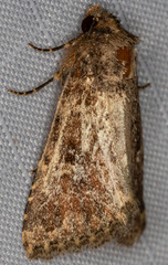 Properigea albimacula