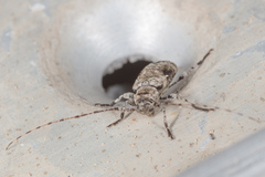 Sternidius mimeticus