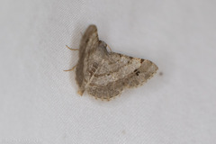 Frederickia nigricomma