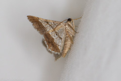 Frederickia nigricomma