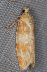 Retinia sabiniana