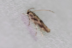 Melanocinclis lineigera