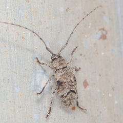 Sternidius mimeticus