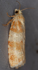 Retinia sabiniana
