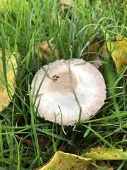 Agaricus