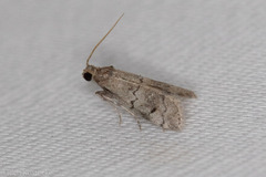 Cacotherapia flexilinealis