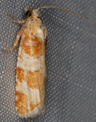 Retinia sabiniana
