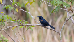 Tachyphonus coronatus