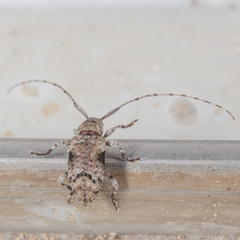 Sternidius mimeticus